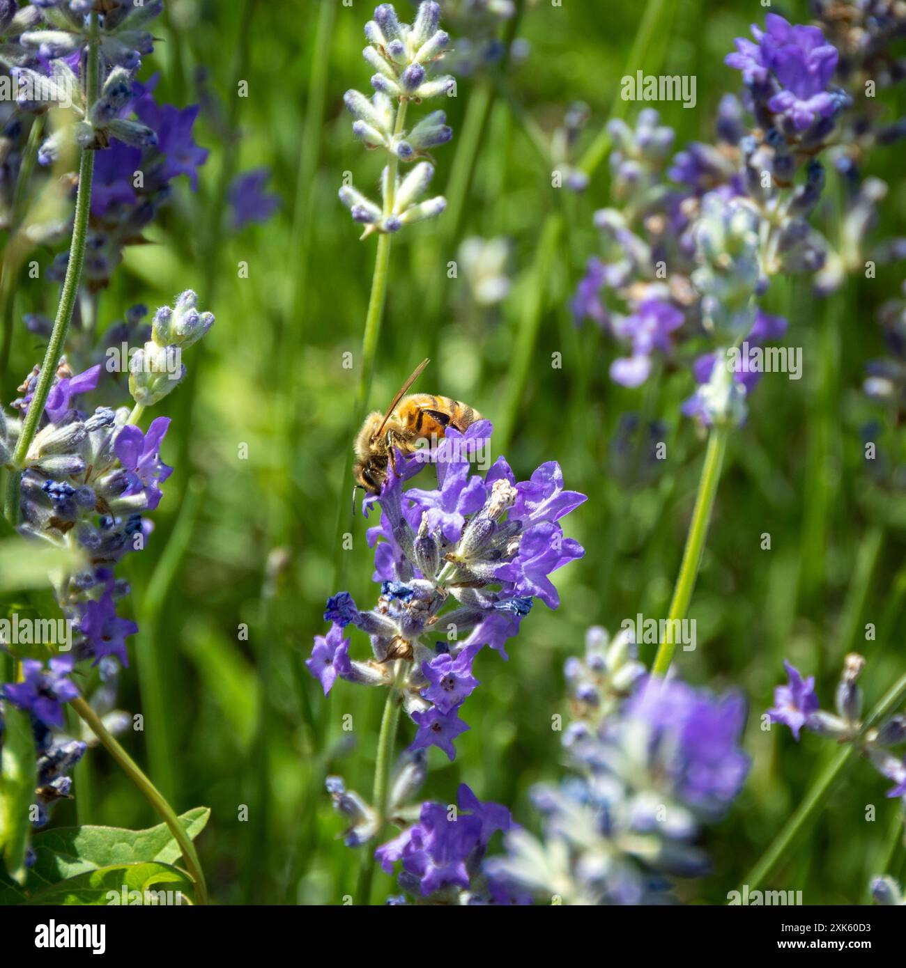 Eine Biene sammelt Pollen aus einer Lavendelblüte auf einem Feld von Lavendelpflanzen, das in Sonnenschein getaucht ist Stockfoto