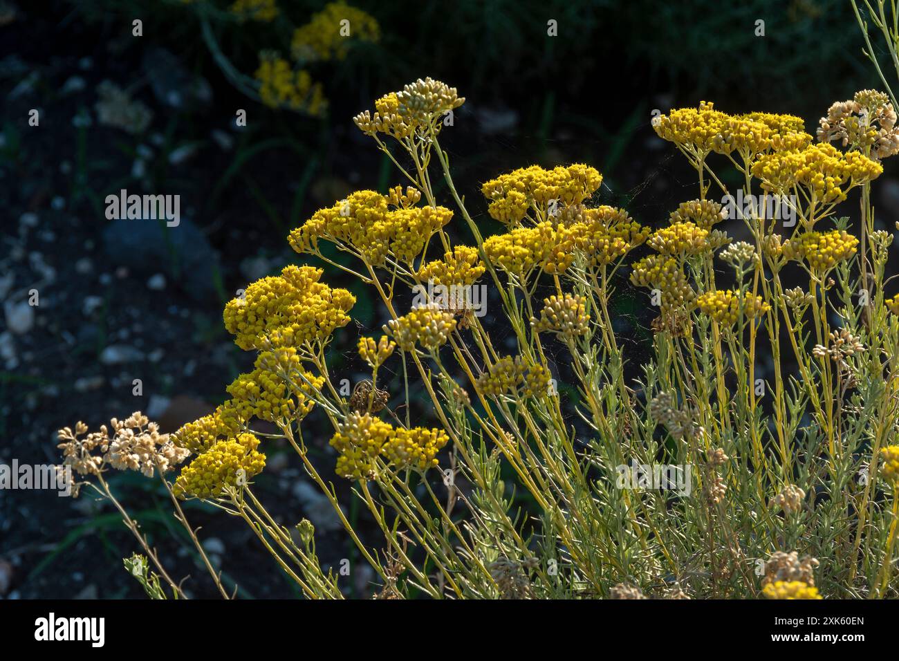 Gelbe Blüten von Helichrysum stoechas, die im Frühjahr in einer sonnendurchfluteten mediterranen Landschaft wild wachsen Stockfoto