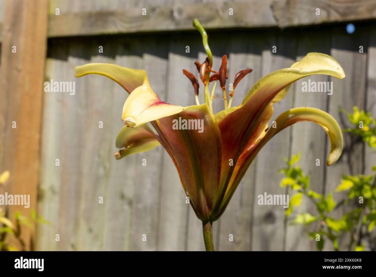 Musa Basjoo. Hardy Bananenpflanze. Stockfoto