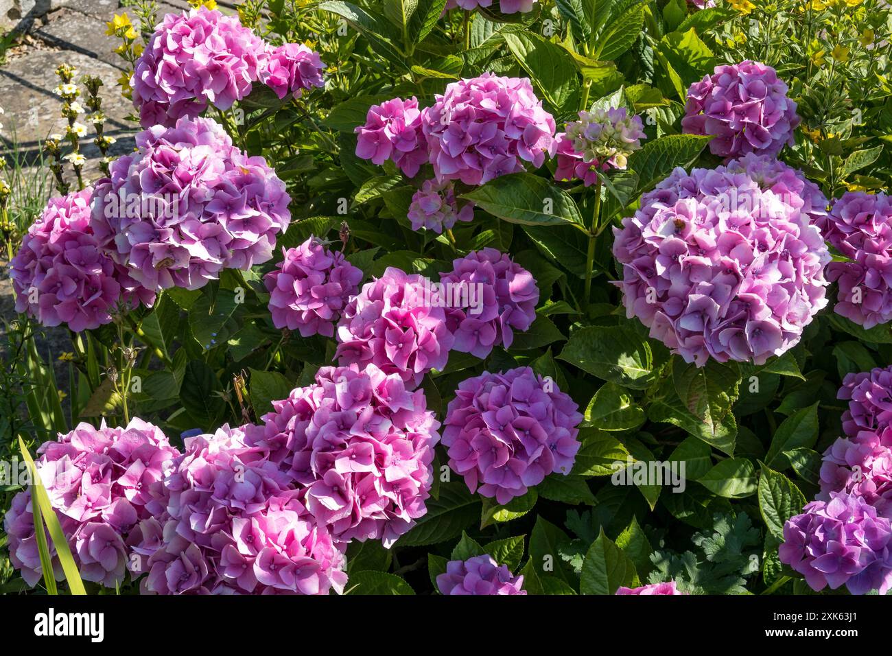 Rosa Hortensie Stockfoto