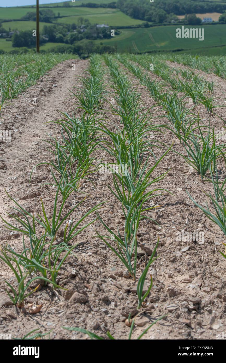 Zwiebeln wachsen auf einem Feld in Cornwall Stockfoto