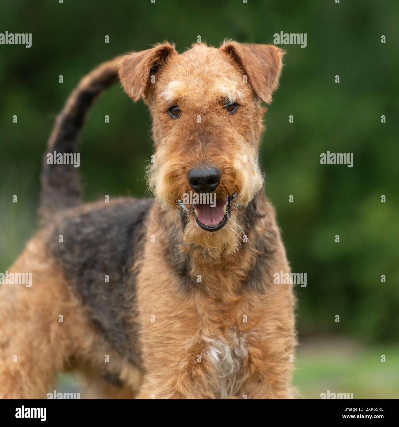 Airedale terrier Stockfoto