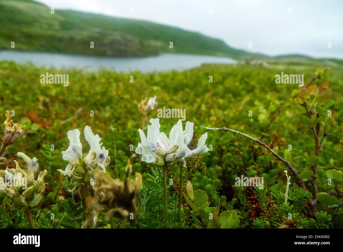Lappland malte Cumulosol (Castilleja lapponica) im skandinavischen Russischen Lappland. Strauchtundra mit Dominanz von Zwergbirke. Kola Penin Stockfoto