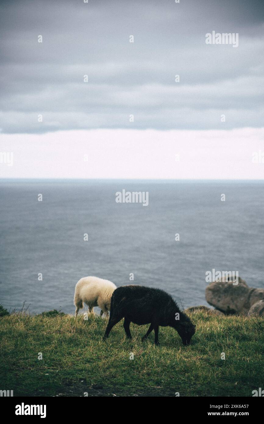 Weiße und schwarze Schafe weiden auf einer Wiese am Meer Stockfoto