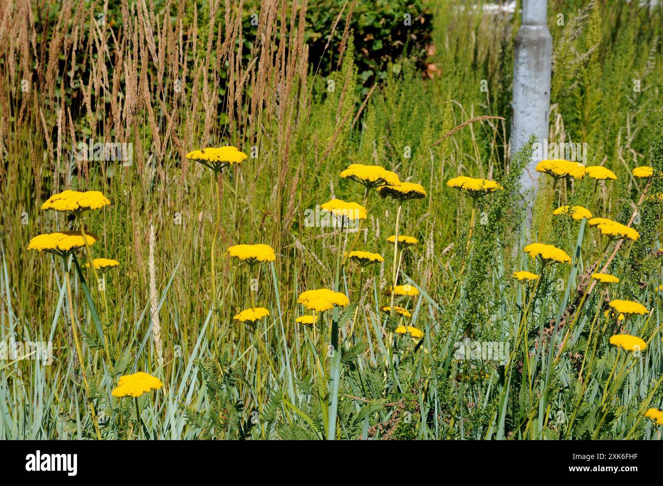 Kastrup/Kopenhagen/ Dänemark/21. Juli 2024/.gelbe Wildblumen in der wilden Natur in Kastrup Kopenhagen. Foto. Bilder von Francis Joseph Dean/Dean sind nicht für kommerzielle Zwecke bestimmt Stockfoto