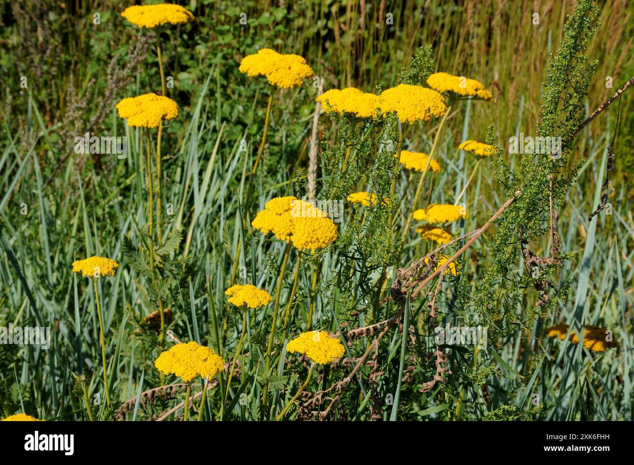 Kastrup/Kopenhagen/ Dänemark/21. Juli 2024/.gelbe Wildblumen in der wilden Natur in Kastrup Kopenhagen. Foto. Bilder von Francis Joseph Dean/Dean sind nicht für kommerzielle Zwecke bestimmt Stockfoto