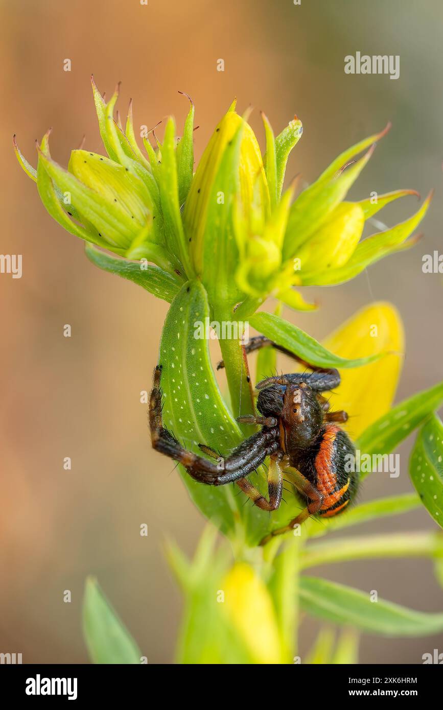 Die Napoleon-Spinne - Synema globosum, winzige schöne farbige Spinne aus europäischen Wiesen, Tschechien. Stockfoto