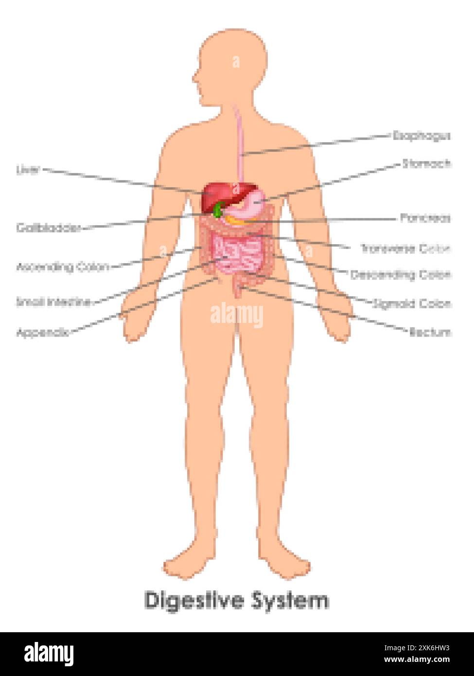 Illustration der Gesundheits- und medizinischen Ausbildung Zeichnung Diagramm des menschlichen Verdauungssystems für Science Biology Studie Stock Vektor