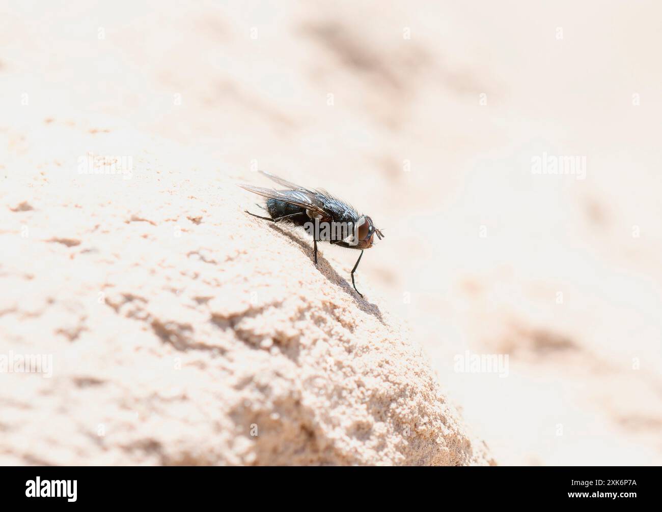 Eine Nahaufnahme einer Bluebottle-Fliege, die zur Gattung Calliphora gehört und auf einem hellen Felsen in Colorado ruht. Die Fliege ist schillernd blau-b Stockfoto