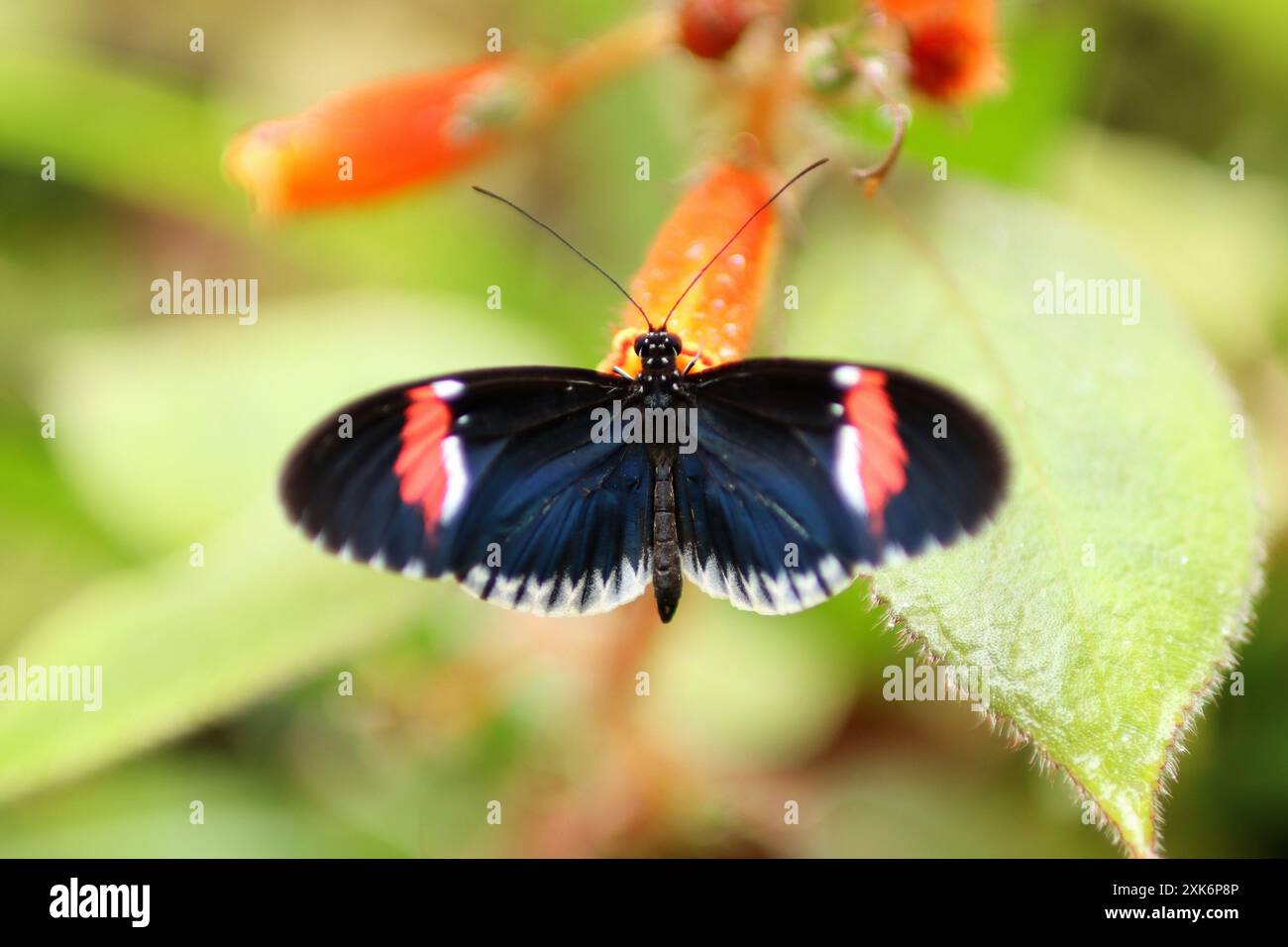 Porträt eines schönen Schmetterlings auf einer Pflanze. Es wird im Sommer genommen Stockfoto