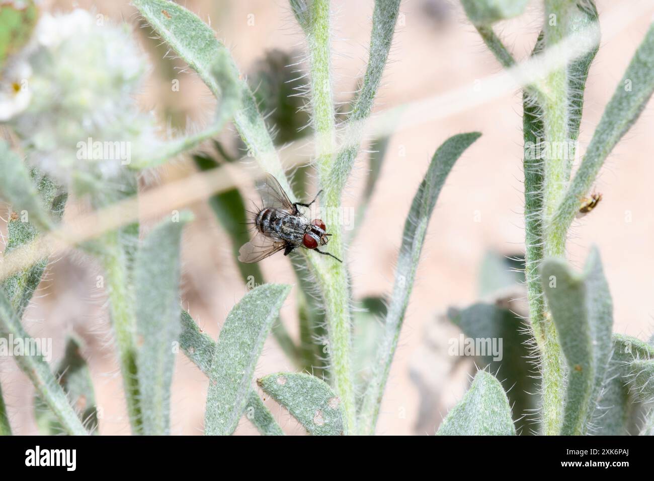 Eine Borstenfliege; ein Mitglied der Familie der Tachinidae; sitzt auf einem schlanken, grünen Stiel mit feinen Haaren bedeckt. Die roten Augen der Fliege stehen vor ihrer Stockfoto