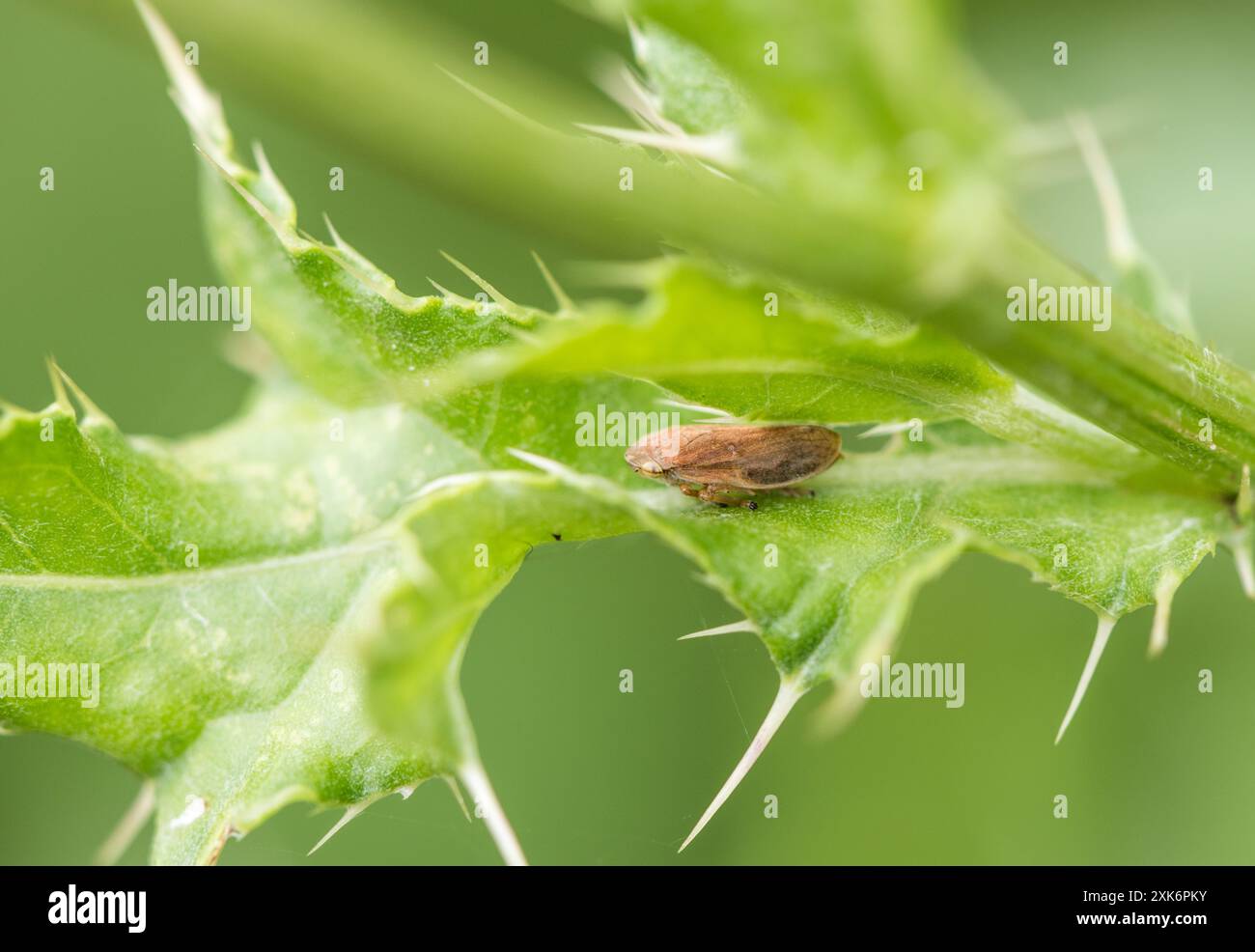 Gemeiner Froghopper (Philaenus spumarius) bei Rye Meads, Herts Stockfoto