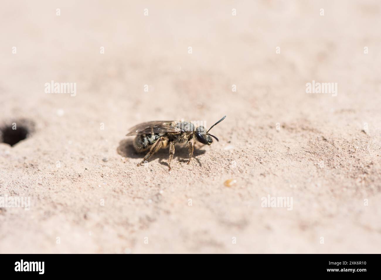 Eine Biene (Lasioglossum sp.) Neben seinem Nestloch am Chobham Common, Surrey Stockfoto