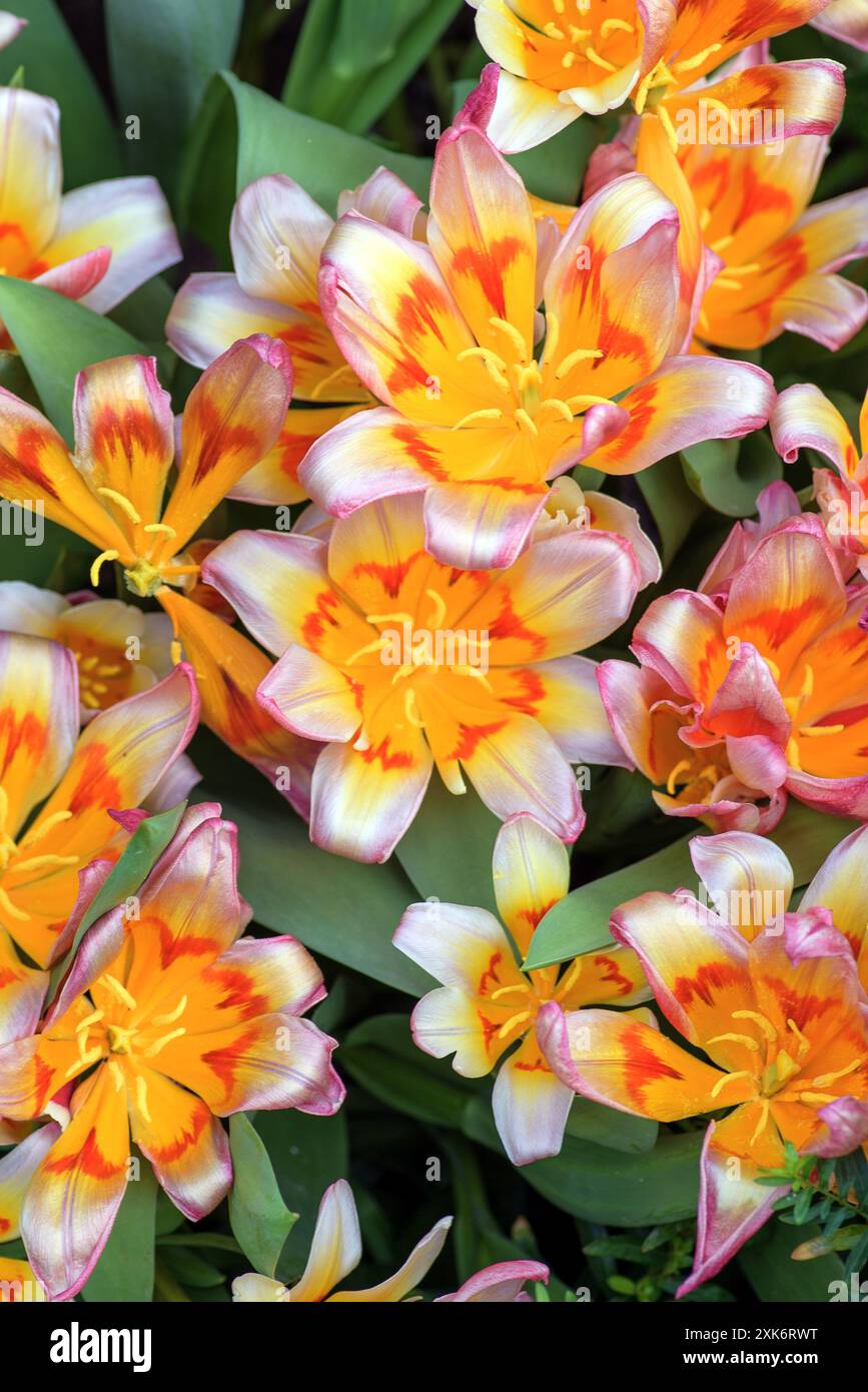 Hintergrund hell blühender Alstroemerieblumen. Stockfoto