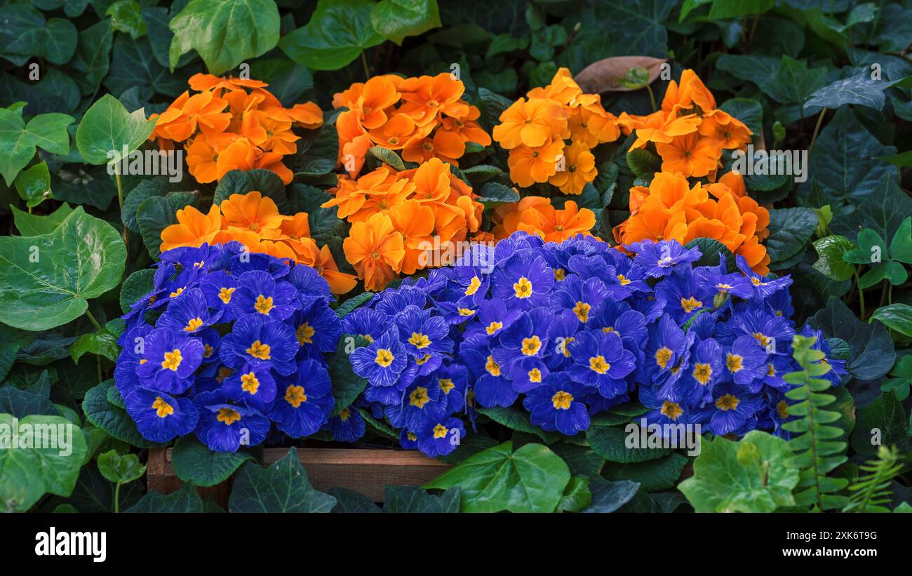 Orange und blaue Kerzen in einer Holzkiste, umgeben von grünen Blättern Stockfoto