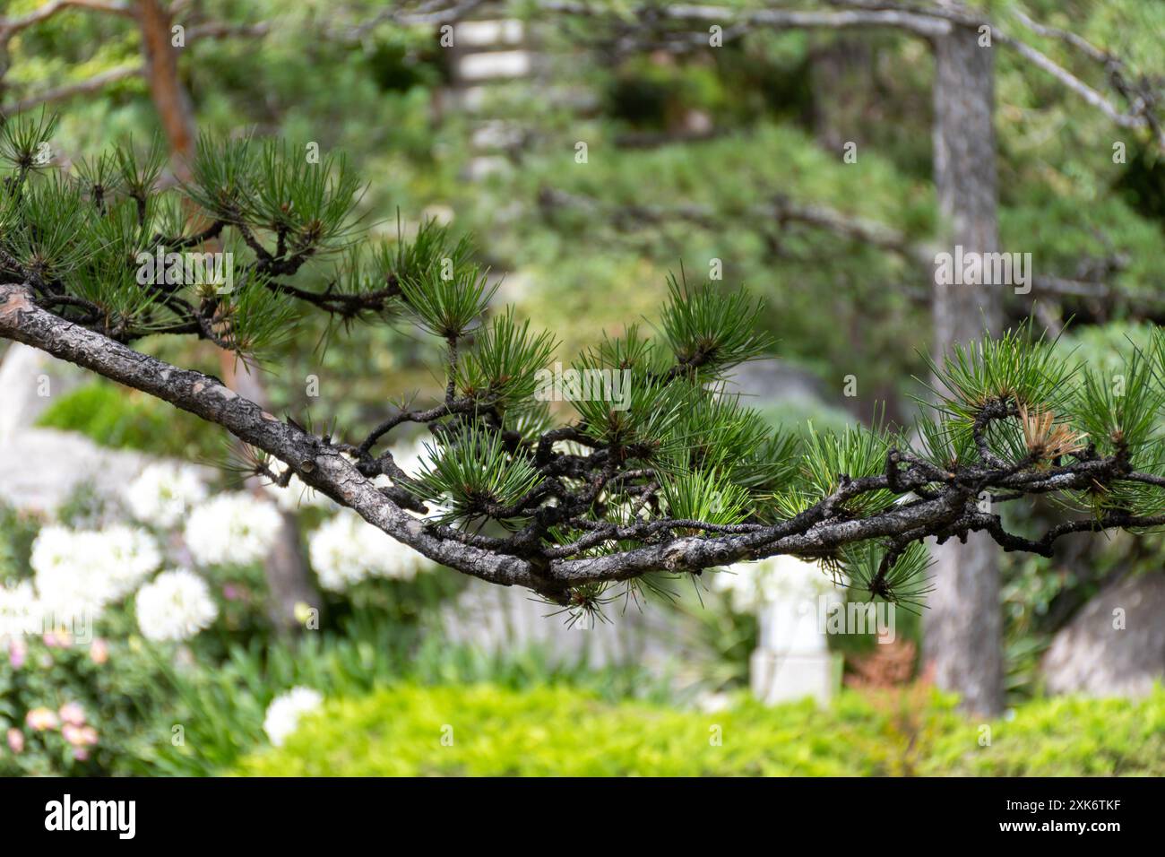 Landschaft Stadtdesign, öffentlicher Stadtpark im japanischen Stil mit Steinen, Bonsaikiefern, Blumen, kleinen Brücken, Wasserfällen im Zentrum von Monte-Carlo Stockfoto