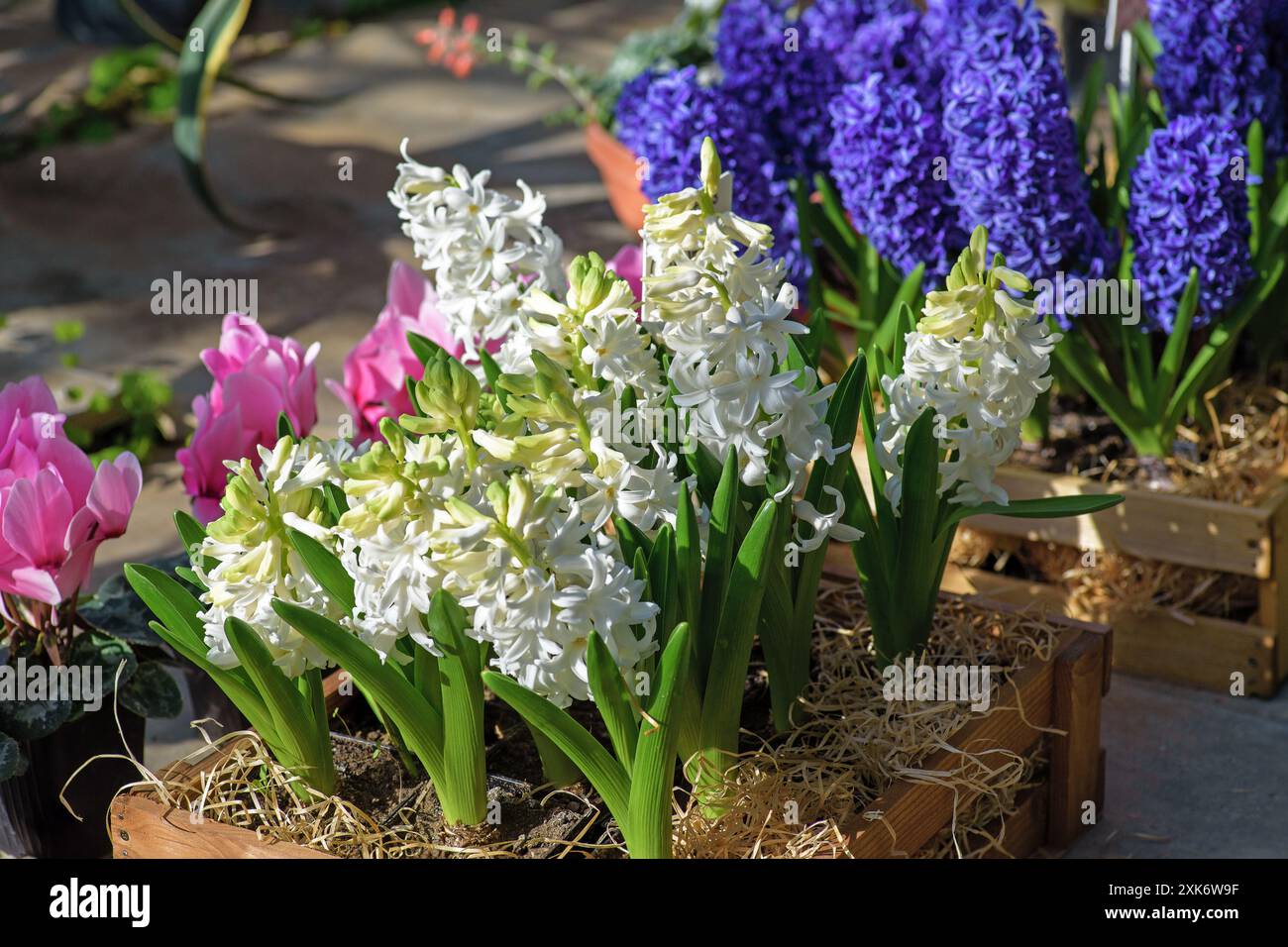 Frische mehrfarbige Hyazinthen in einer Holzkiste mit Sägemehl. Stockfoto