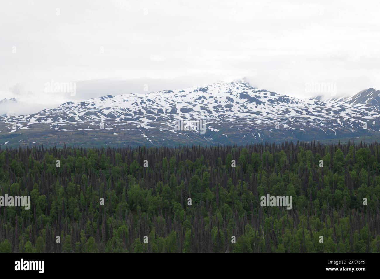 Blick auf und vom Denali Star Zug der Alaska Railroad von Anchorage zum Denali National Park Stockfoto