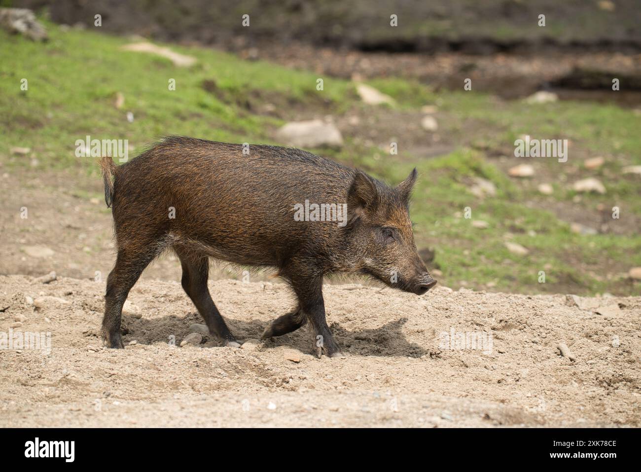 Junge Schweine, die auf einer unbefestigten Straße umherstreift Stockfoto