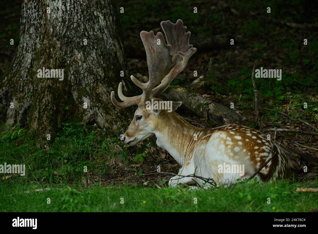 Braunes przewalski-Pferd, das Gras auf einem Feld isst Stockfoto