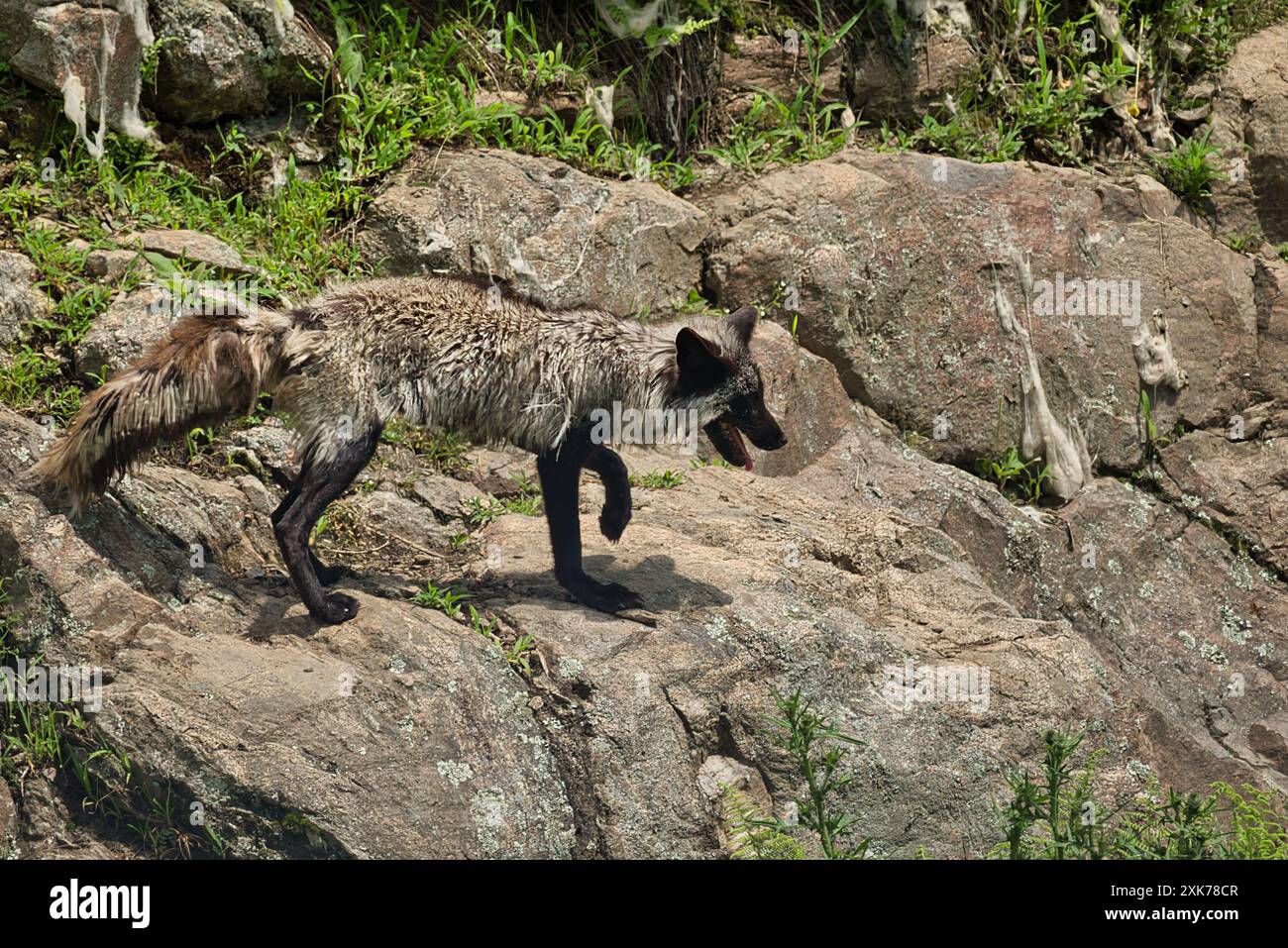 Kleiner Silberfuchs, der an einem heißen Sommertag auf einem Felsen spaziert. Stockfoto