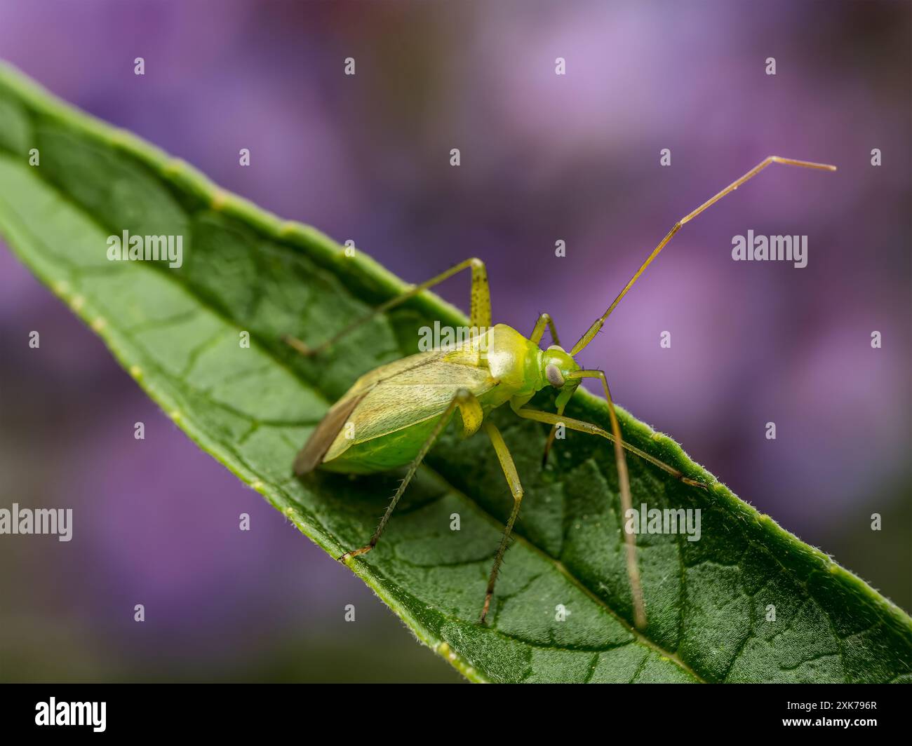 Großaufnahme von Kartoffelkäfer, der auf Pflanzenblatt sitzt Stockfoto