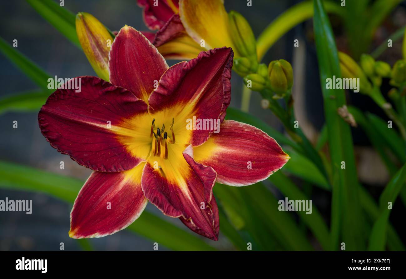 Bunte Lilienblüten im Garten an einem sonnigen Sommertag. Selektiver Fokus. Stockfoto