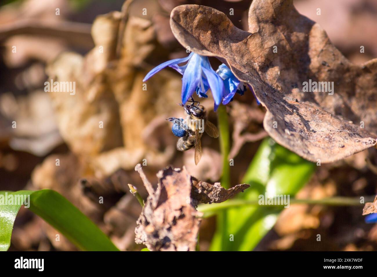 Biene, die die blühende blaue Schneeglöckchenblume bestäubt, die mit Eichenblättern bedeckt ist, im Frühlingswald. Scilla siberica Squill Stockfoto