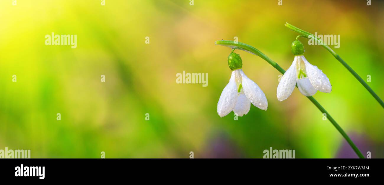 Galanthus nivalis oder gewöhnlicher Schneeglöckchen - blühende weiße Blumen im frühen Frühling im Wald, Panorama, Banner, Nahaufnahme Stockfoto