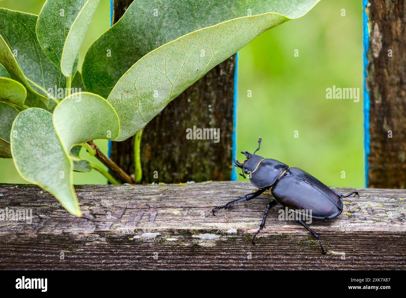 Weiblicher Hirschkäfer (Lucanus cervus), sitzt auf rustikaler Zaunnähe Stockfoto