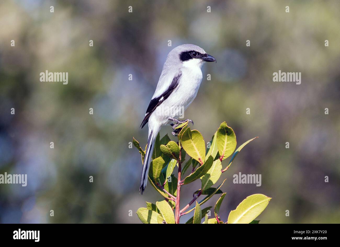 Ein Karettkopfschriller, der auf einem Busch sitzt. Stockfoto