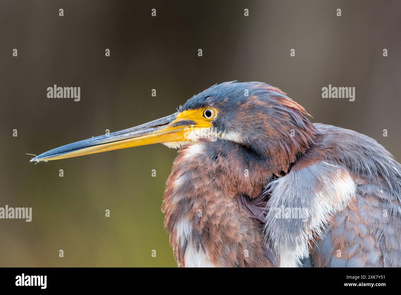 Ein rötlicher Reiher im Orlando Wetlands Park Stockfoto