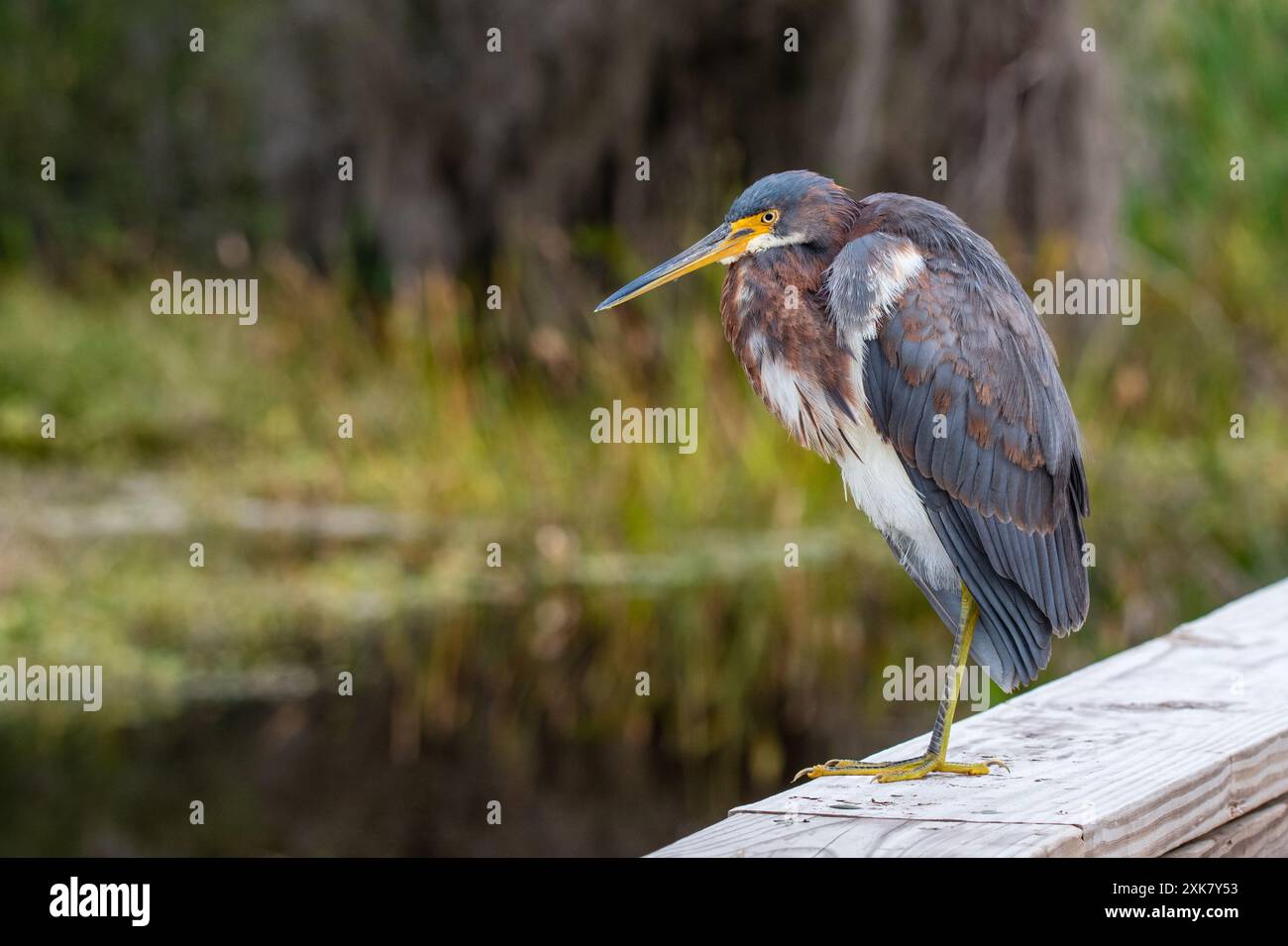 Ein rötlicher Reiher im Orlando Wetlands Park Stockfoto