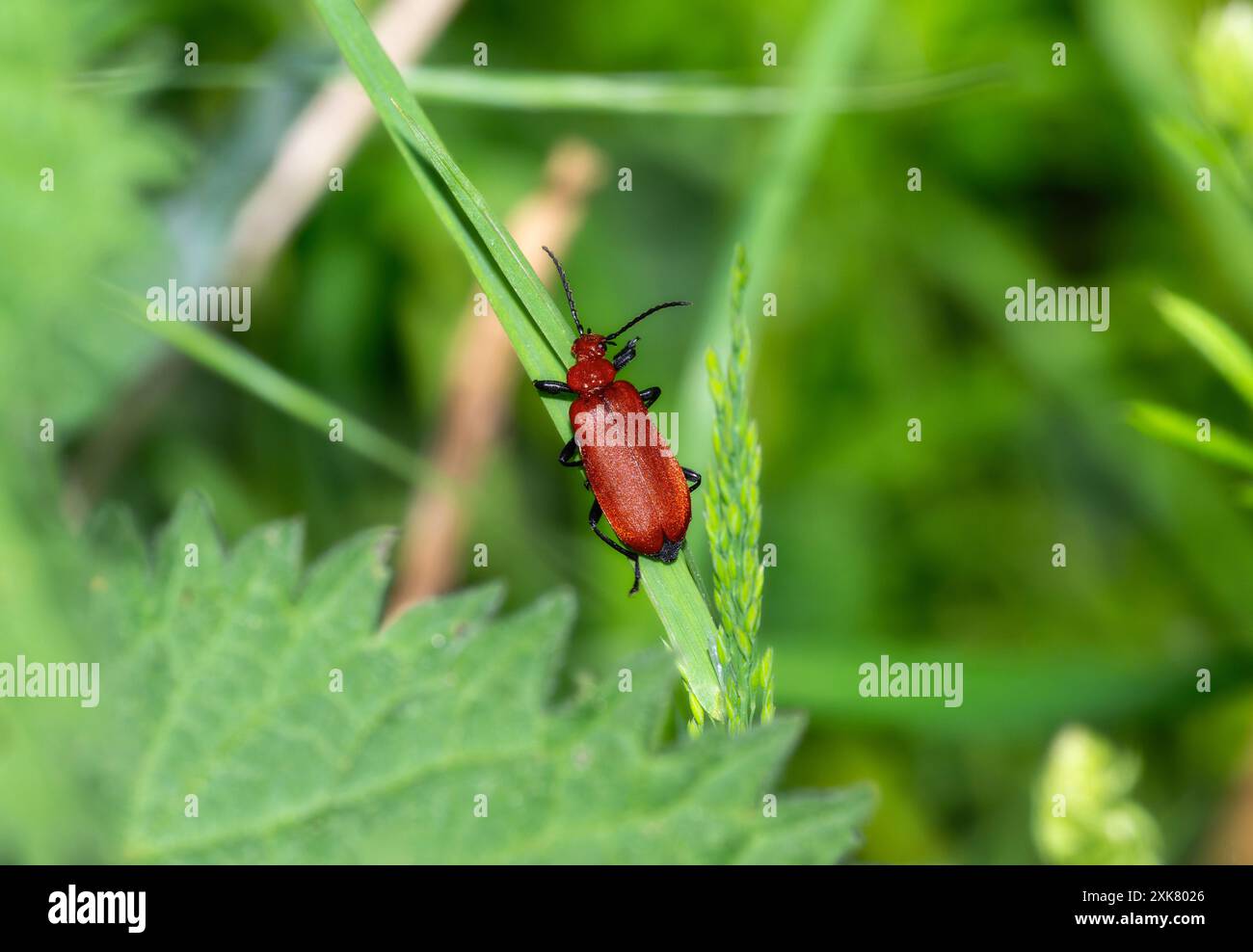 Ein knallroter Kardinalkäfer liegt auf einem Grasblatt; seine schwarzen Antennen zeigen nach vorne. Der Körper des Käfers ist gegen die grüne bac sichtbar Stockfoto