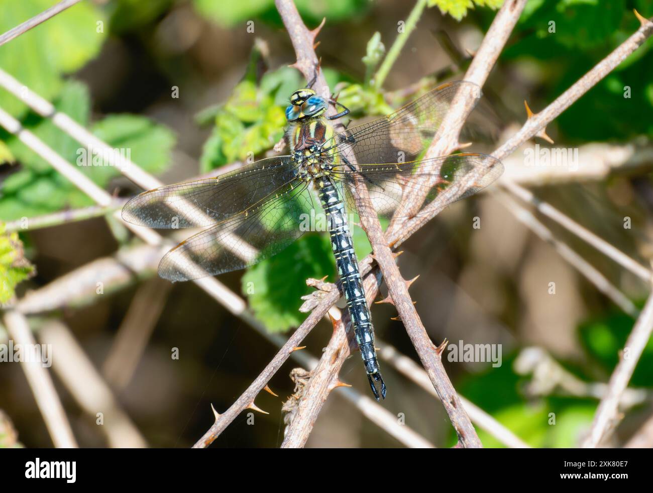 Brachytron pratense, eine haarige Libelle, ruht auf einem Zweig in einem Dickicht aus Laub, ihre Flügel sind ausgebreitet und ihre blauen Augen leuchten im Sonnenlicht. Der dr Stockfoto