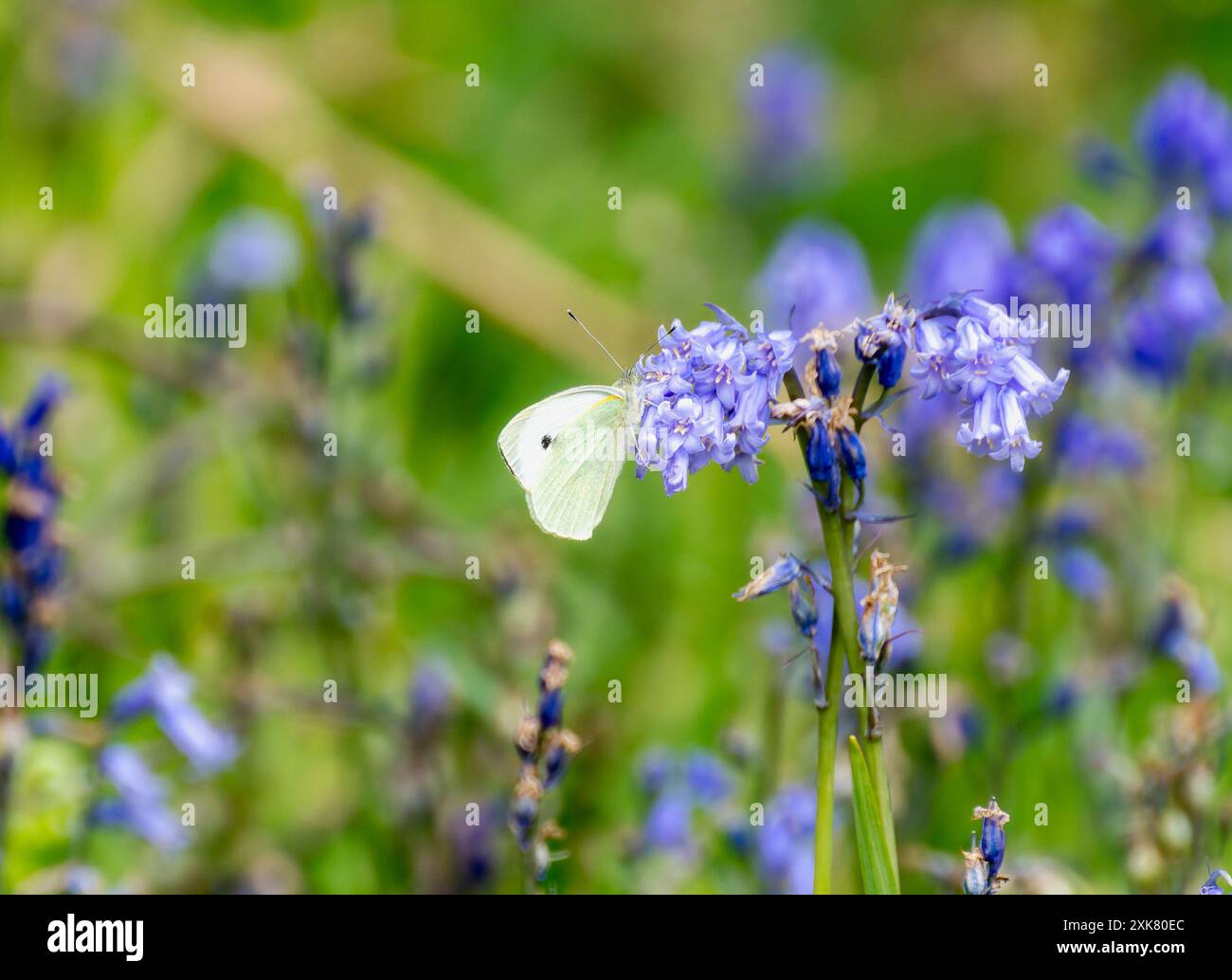 Ein großer weißer Schmetterling (Pieris brassicae) liegt auf einer Gruppe von Glockenblöcken in einem grünen Feld in England. Die Flügel des Schmetterlings sind offen, und die Stockfoto