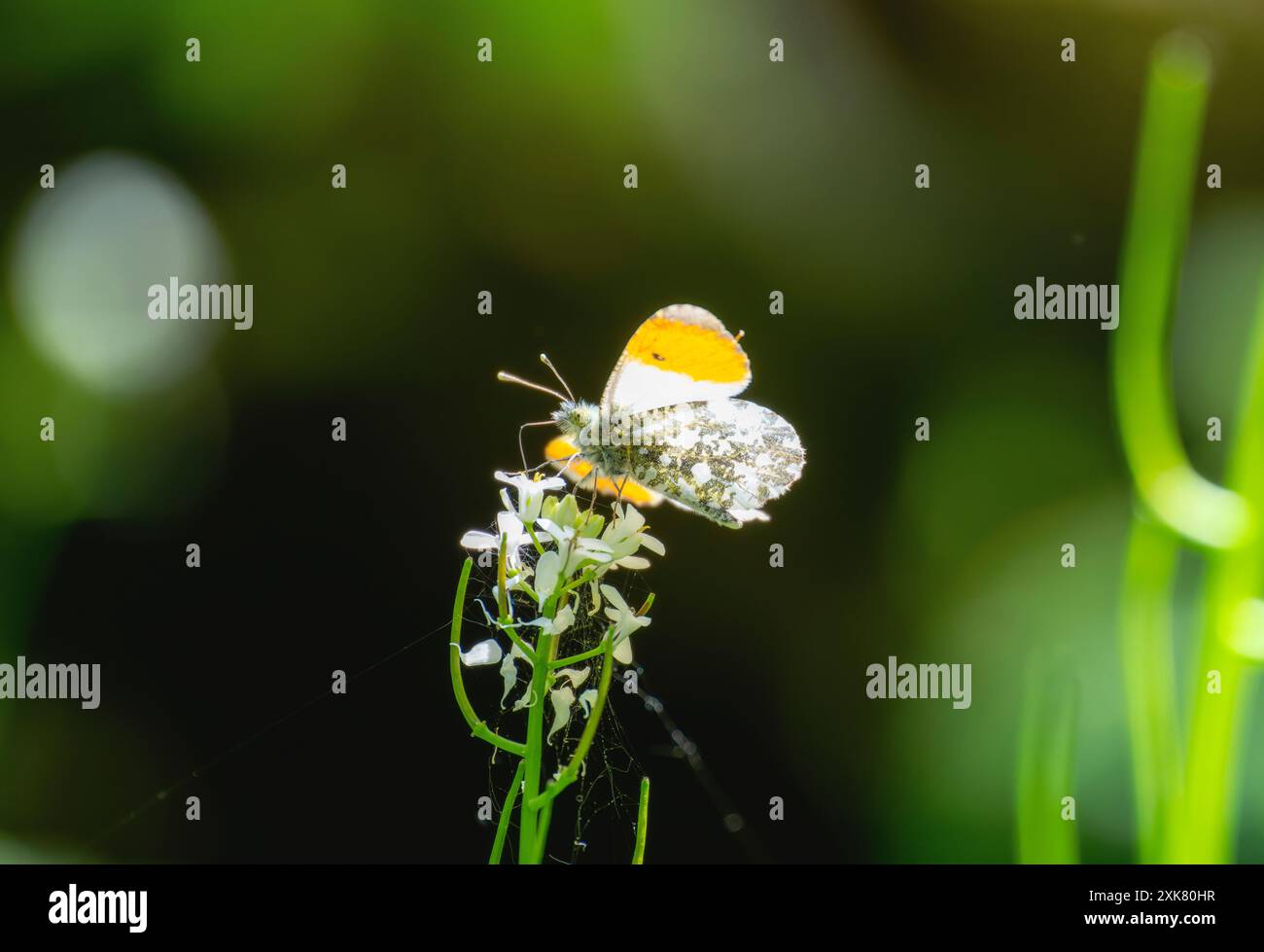 Ein männlicher Schmetterling mit Orangenspitze (Anthocharis cardamines) liegt auf einer weißen Blume auf einer grünen Wiese. Die Flügel des Schmetterlings sind ausgestreckt und zeigen sie Stockfoto