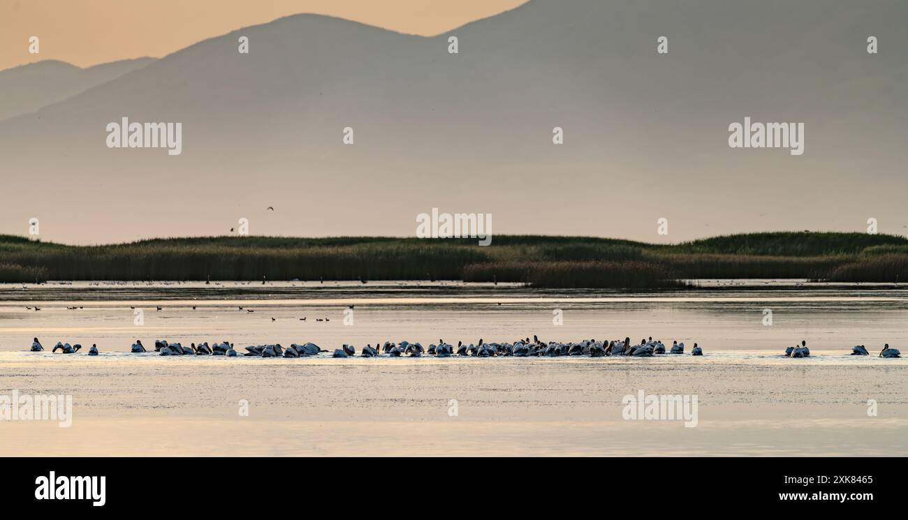 Amerikanische weiße Pelikane (Pelecanus erythrorhynchos) schwimmen in einem Teich im Bear River Migratory Bird Refuge in Utah. Stockfoto