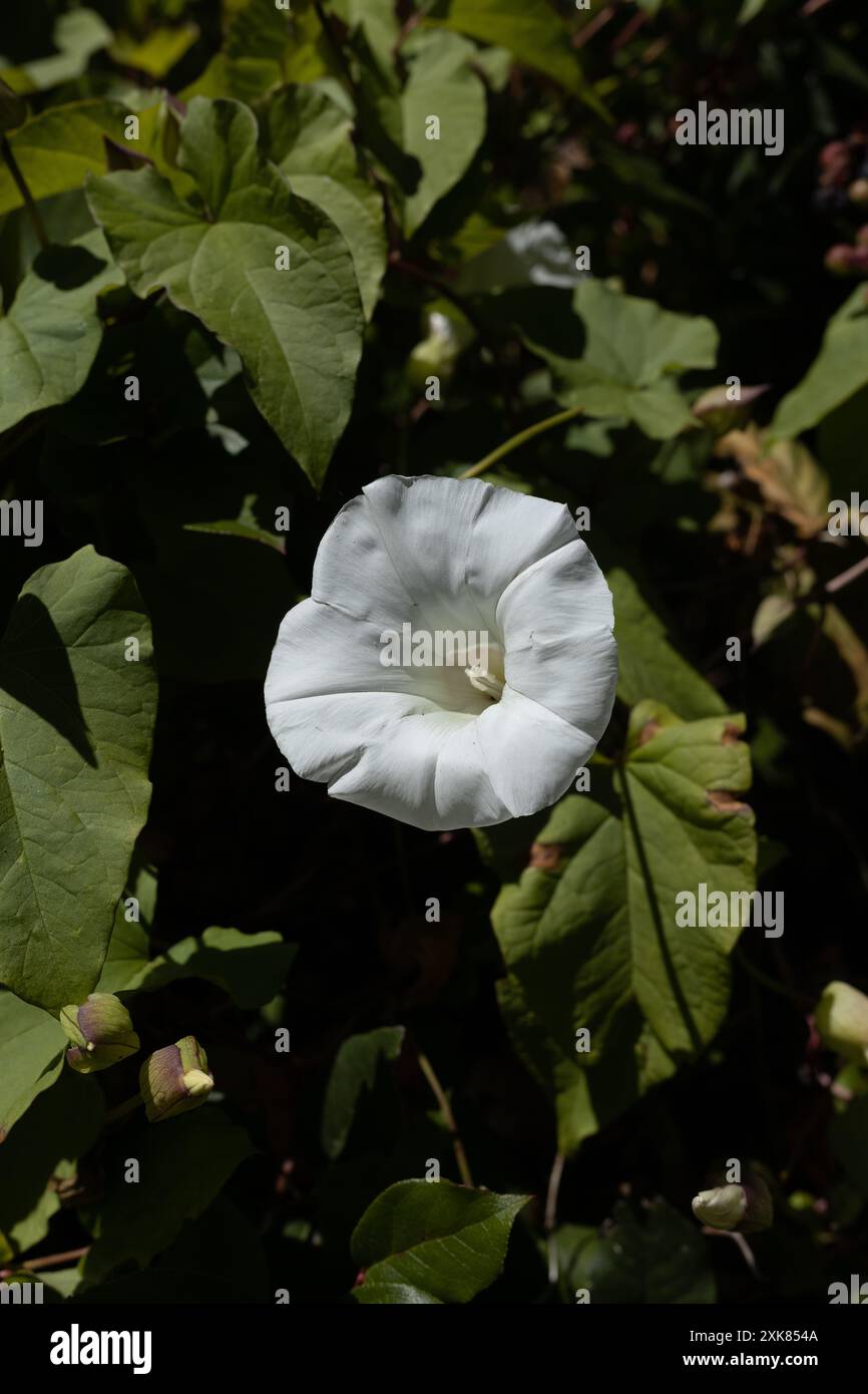 Calystegia sepium – große Bindweed-Blüte an der Küste Oregons. Stockfoto