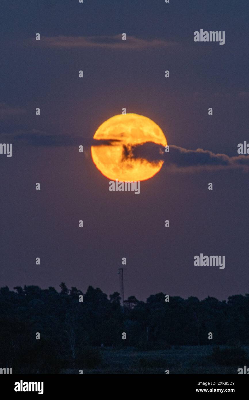 Bramshaw, Hampshire, England, Vereinigtes Königreich, 21. Juli, 2024. Vollmond steigt über den Baumkronen des New Forest auf. Stockfoto