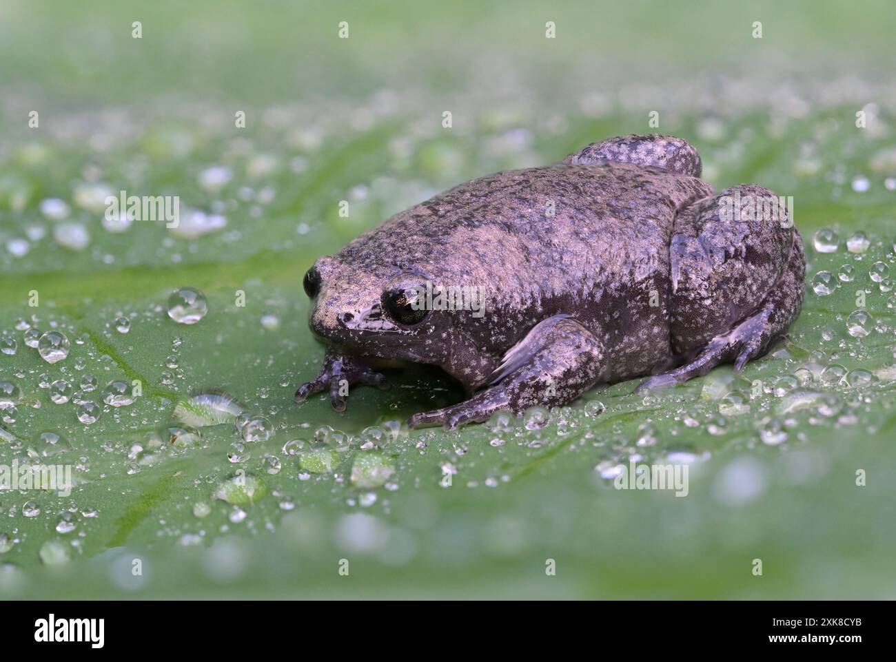 Östliche Schmalmundkröte (Gastrophryne carolinensis) auf grünem Blatt, bedeckt von Wassertropfen, Stacked Focus, Galveston, Texas Stockfoto