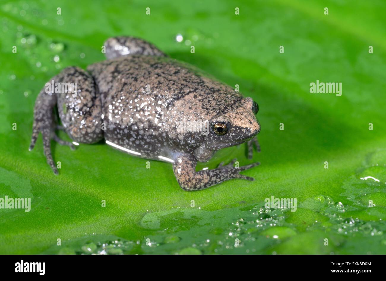 Östliche Schmalmundkröte (Gastrophryne carolinensis) auf grünem Blatt, bedeckt von Tropfen Regenwasser, Galveston, Texas, USA Stockfoto