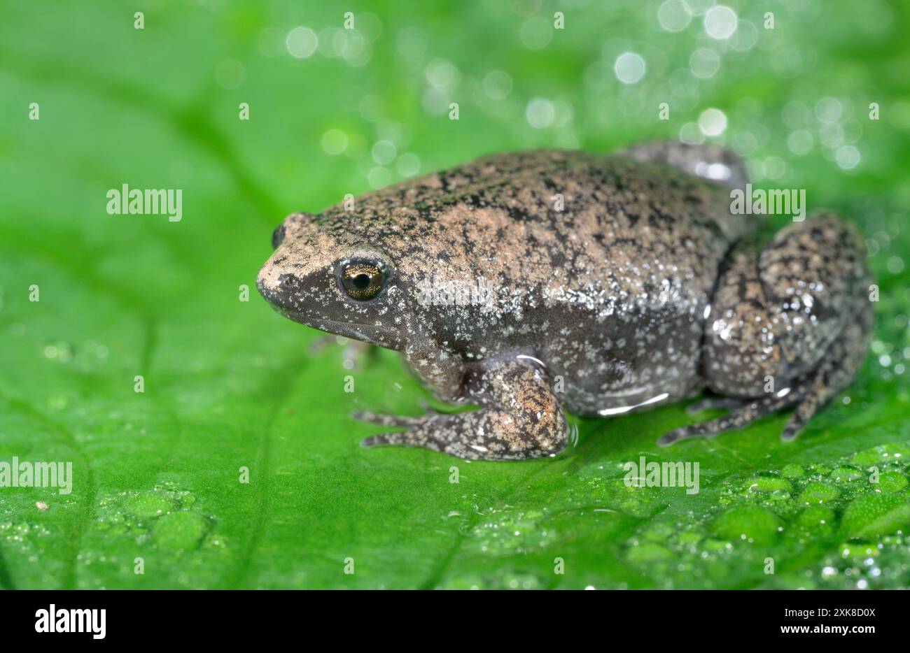 Östliche Schmalmundkröte (Gastrophryne carolinensis) auf grünem Blatt, bedeckt von Tropfen Regenwasser, Galveston, Texas, USA Stockfoto