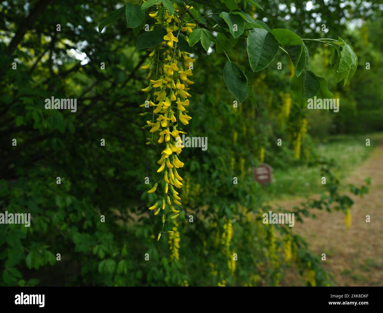Wunderschöner botanischer Shot (goldener Kettenbaum), natürliche Tapete. Stockfoto