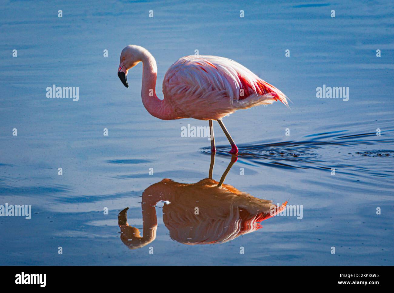 Flamingo in Laguna Chaxa, Atacama Salar, Chile Stockfoto