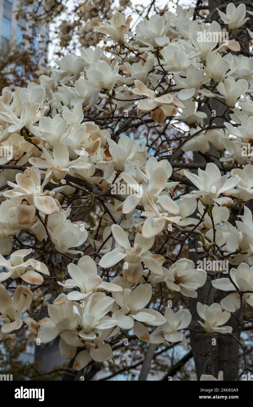 Weißer Magnolienbaum in späten Blütestadien, Frühfrühling, Otaru, Hokkaido, Japan Stockfoto