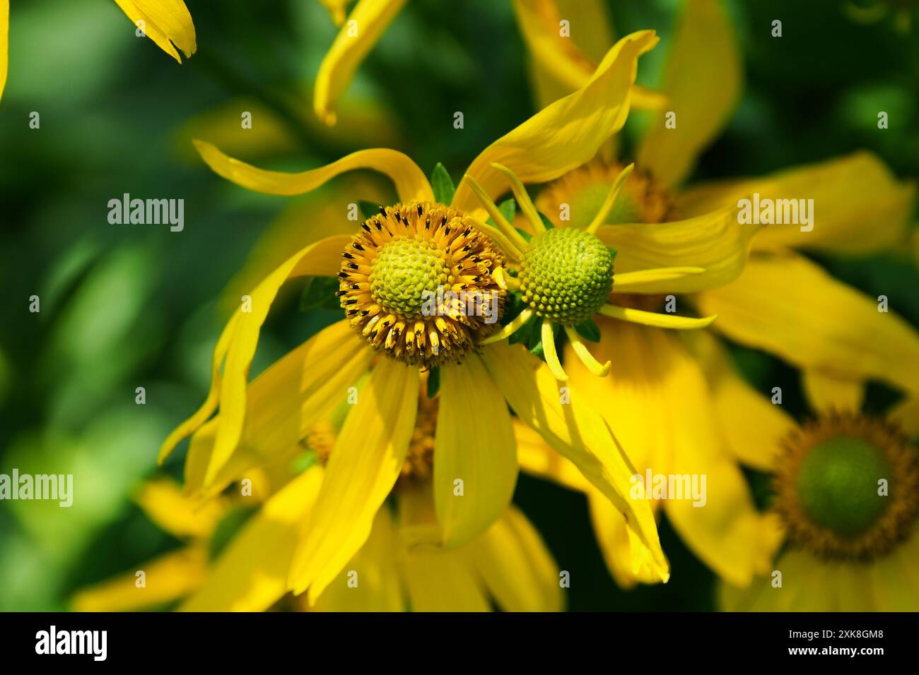 Cutleaf-Koneflower – Großansicht Stockfoto