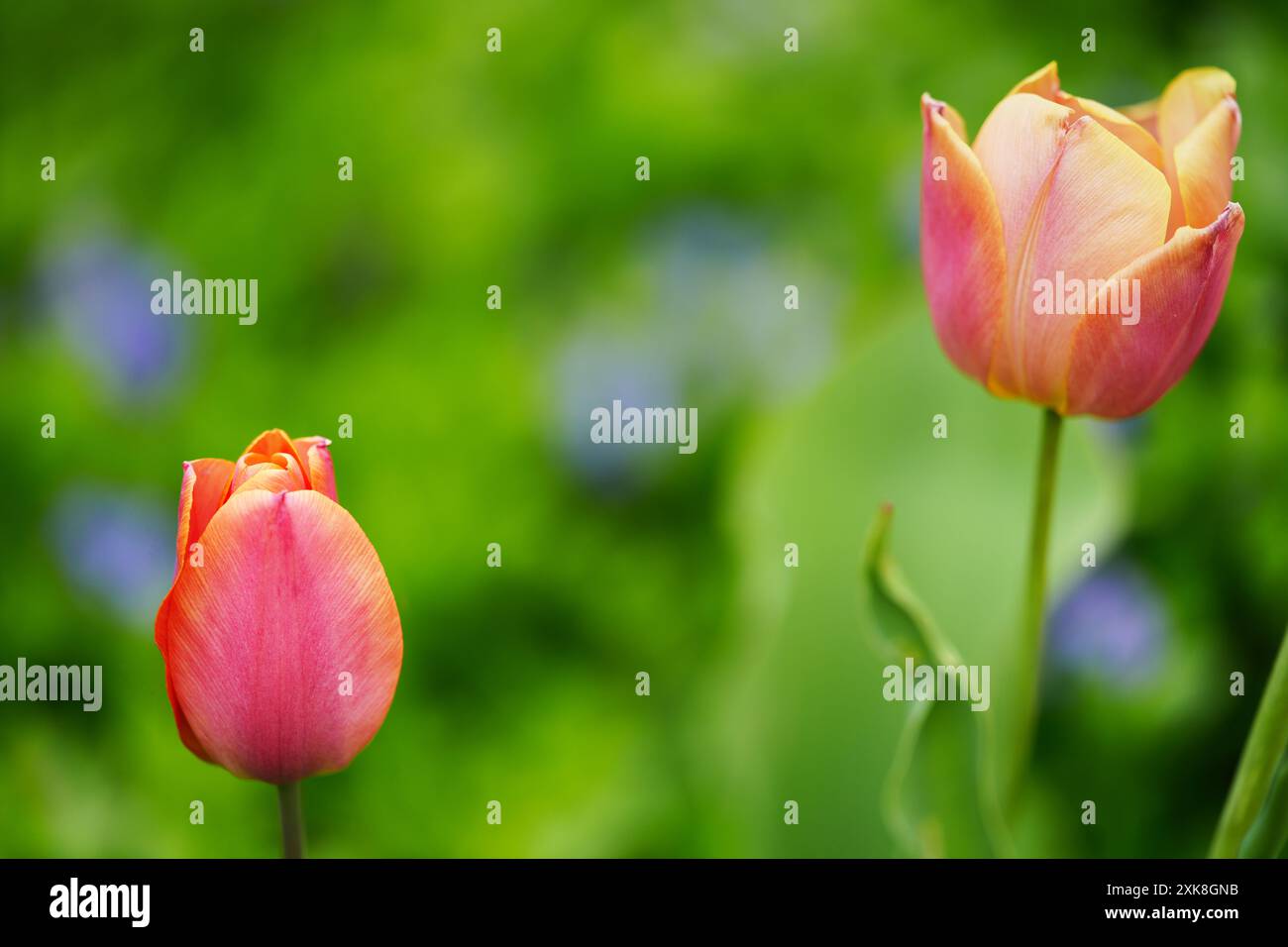 Dordogne Französische Tulpen Stockfoto