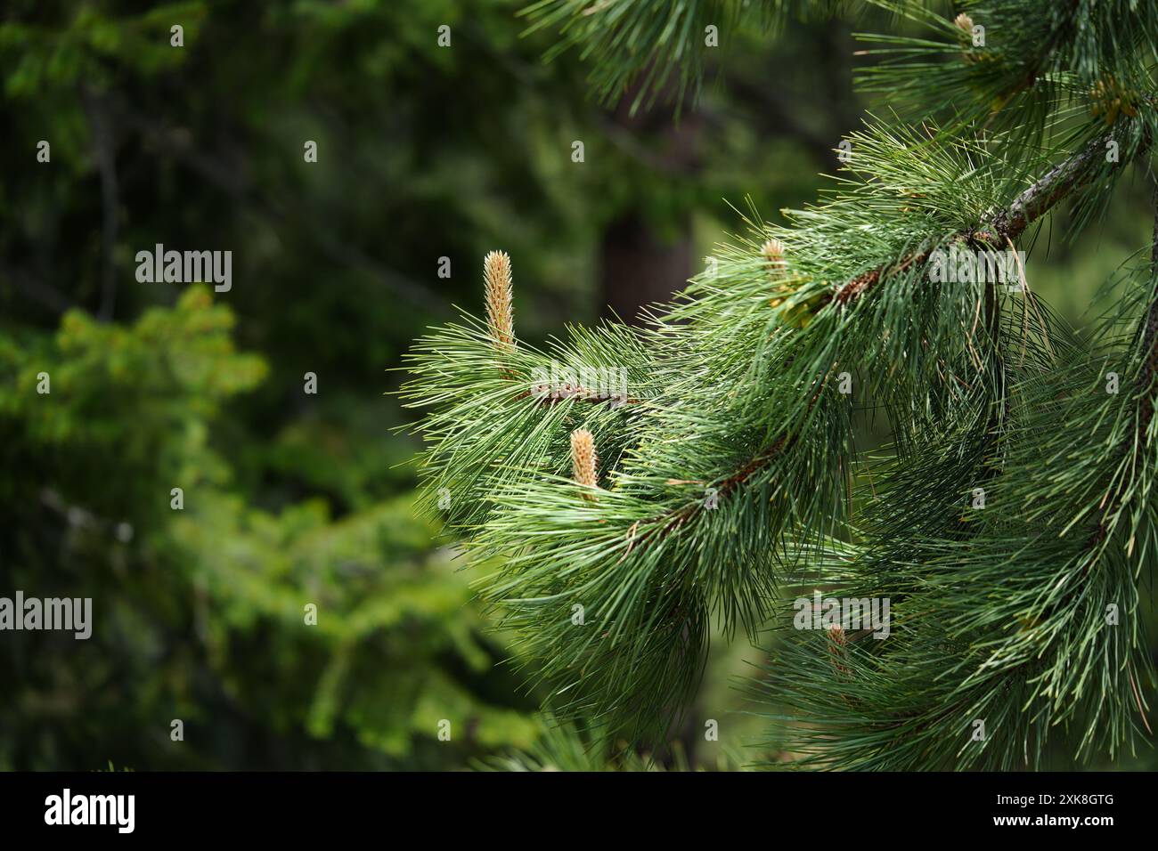 Lodgepole Pine - Frühlingsausbrüche Stockfoto