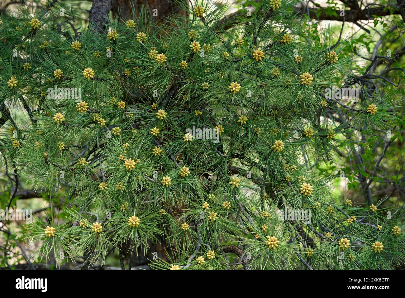 Lodgepole-Kiefer mit sich entwickelnden Pollenkegelhaufen Stockfoto